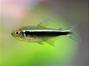Tetra Neon Negro