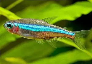 Tetra Neon Verde/Azul