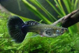 Guppy Jumbo Fêmea