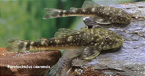 Parotocinclus