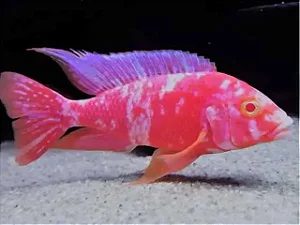 Aulonocara O B Albina