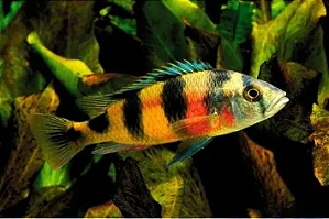 Zebra Obliquo