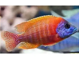 Aulonocara Red Flash