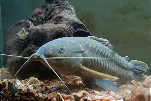 Tamboata (Camboja)