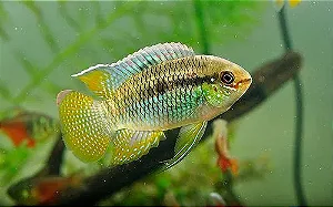 Curviceps