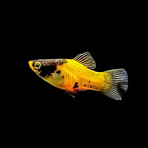 PLATY ABELHINHA