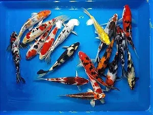 Carpa 6cm