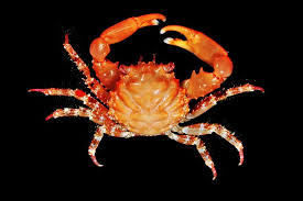 Caranguejo Mitrax