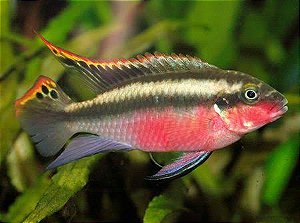 Kribensis | Pelvicachromis Pulcher