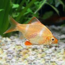 Barbo Sumatrano Albino