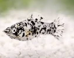Molinesia Dalmatas