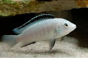 Labido Chromis White Juvenil
