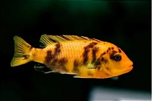 Zebra Borrado