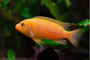 Zebra Laranja