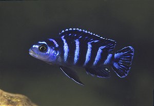 Demasoni Pombo