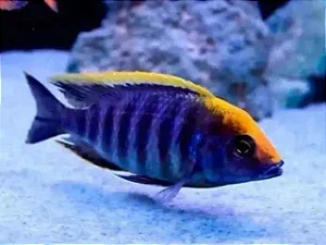 Aulonocara Apache