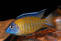 Aulonocara Usysia
