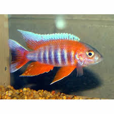 Aulonocara Eureka