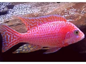 Aulonocara Pink