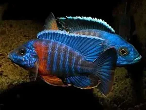 Aulonocara Red Sided
