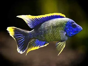 Aulonocara Lwanda