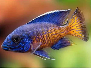 Aulonocara Nigara