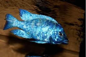 Aulonocara Phenochilus