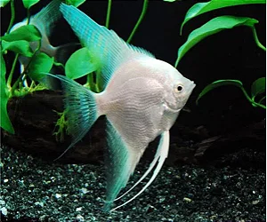 Acará Platinum