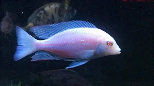 Golfinho Albino