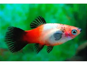 Platy Tricolor