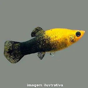 Molinesia Golden Black