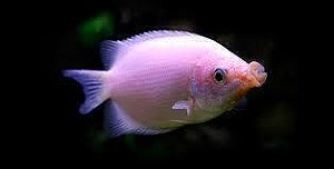 Beijador Pequeno