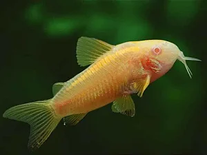 Corydora Albina Pequeno