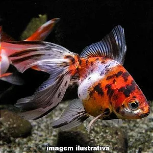 Japonês Kinguio Calico (Médio)