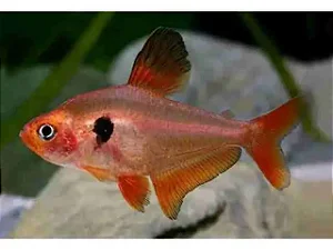 Tetra Mato Grosso