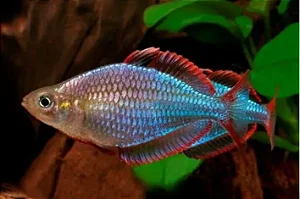 Melanotaenia Neon (Médio)