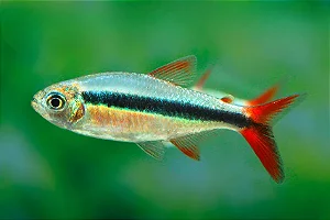 Tetra Pinguim Red Tail