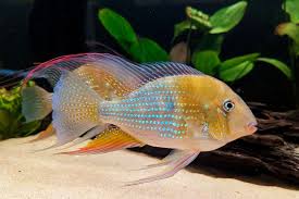 Acarichthys Heckelii Albino