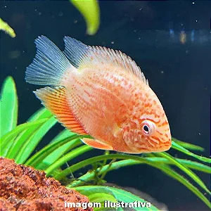 Acara Severum Red Spot