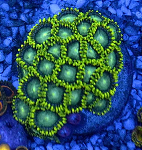 Zoanthus Radioative