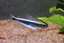 Tetra Neon Preto do Xingu