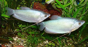 Tricogaster Moonlight