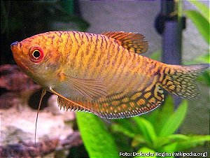 Tricogaster Ouro Matriz