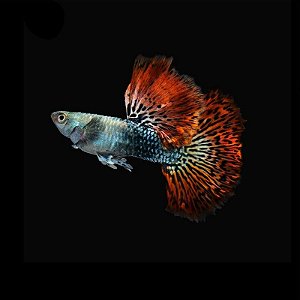 Guppy Red Dragon (Casal)