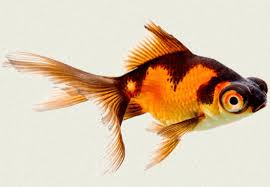 Japonês Telescópio Panda