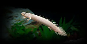Polypterus Senegalus