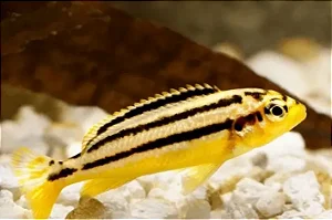 Auratus