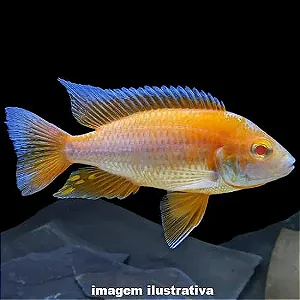 Aulonocara Eureka Albina