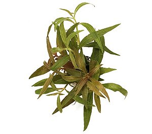 Alternanthera reineckii (Splendida)