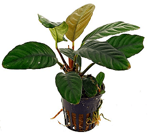 Anubias barteri (Coffeefolia)